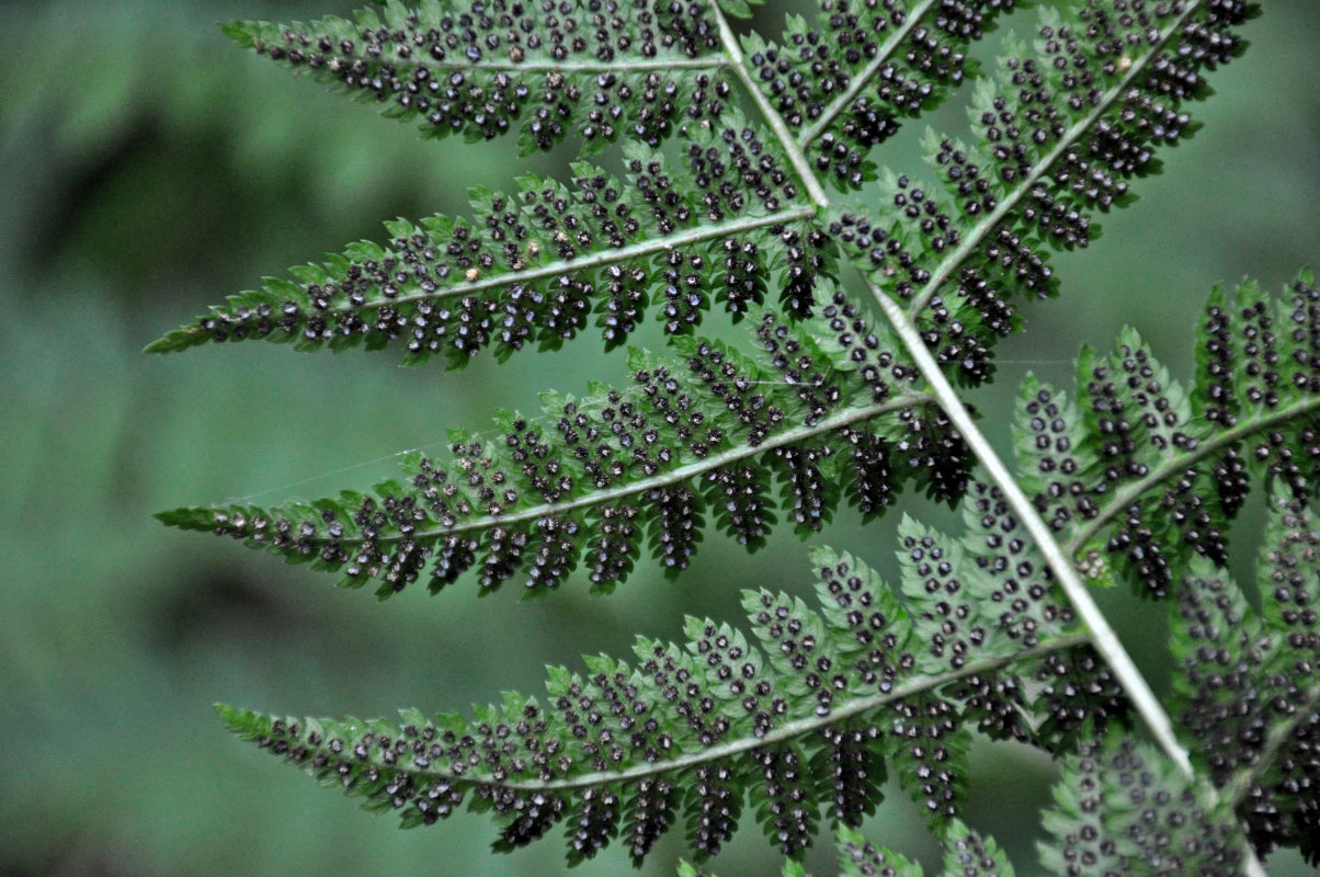 Image of Dryopteris expansa specimen.