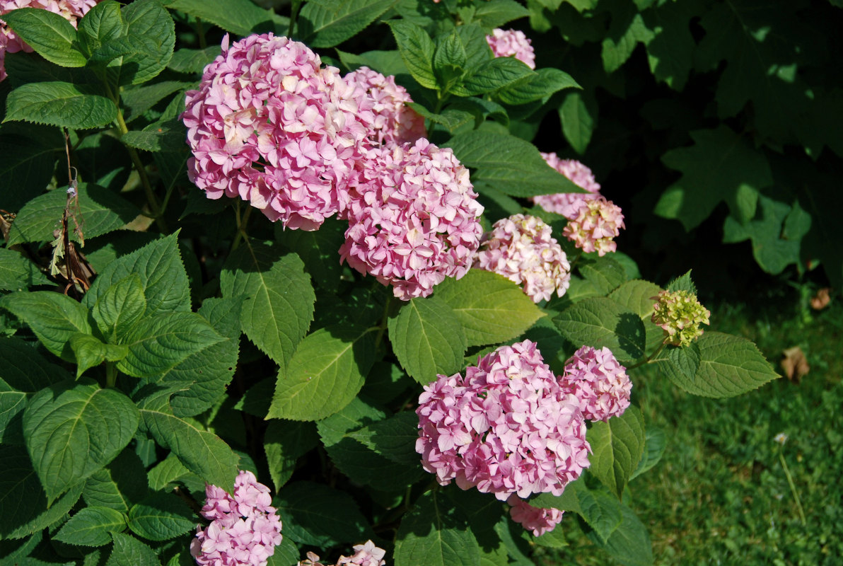 Image of Hydrangea macrophylla specimen.