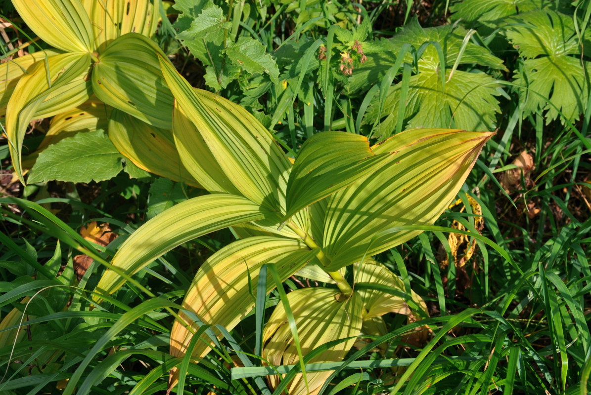 Изображение особи Veratrum lobelianum.