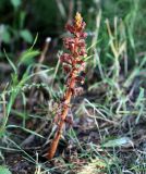 Orobanche laxissima. Цветущее растение. Краснодарский край, МО г. Анапа, окр. с. Сукко, долина р. Сукко, обочина дороги. 10.06.2019.