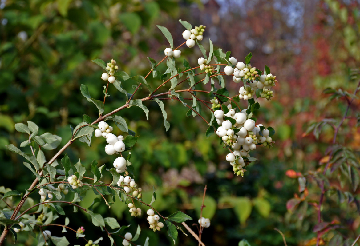 Image of Symphoricarpos albus var. laevigatus specimen.