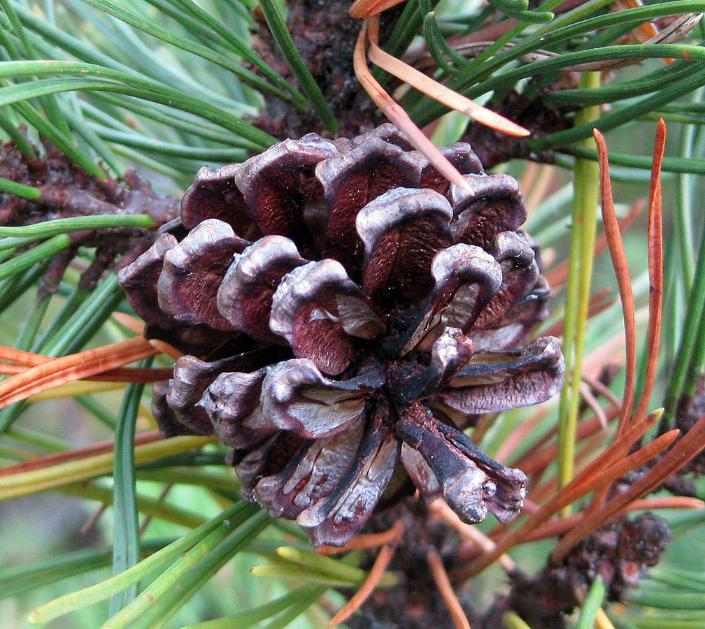 Image of Pinus mugo individual.