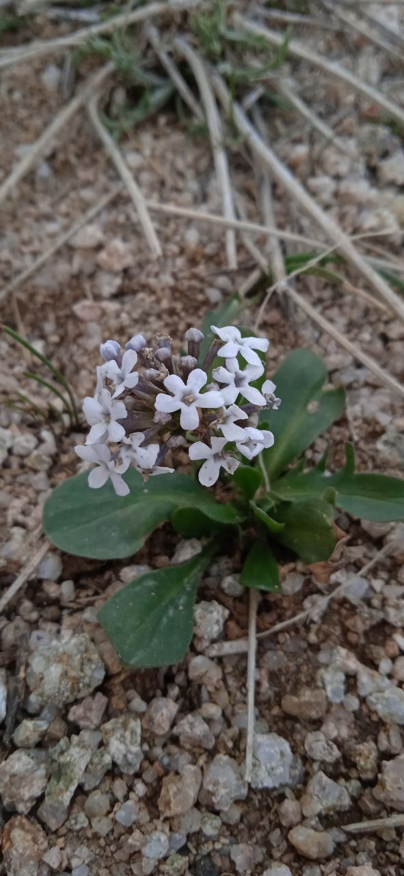 Изображение особи Valeriana chionophila.