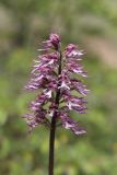 Orchis × angusticruris