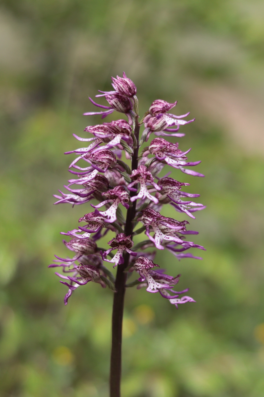 Изображение особи Orchis &times; angusticruris.