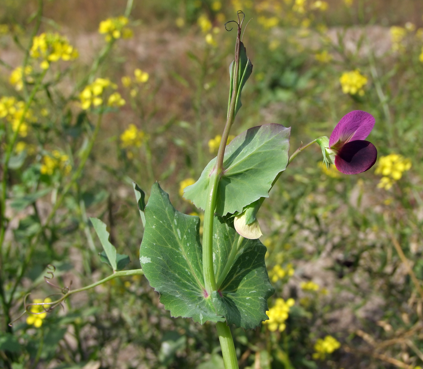 Image of Pisum sativum specimen.