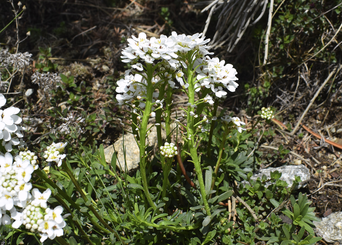 Изображение особи Iberis sempervirens.