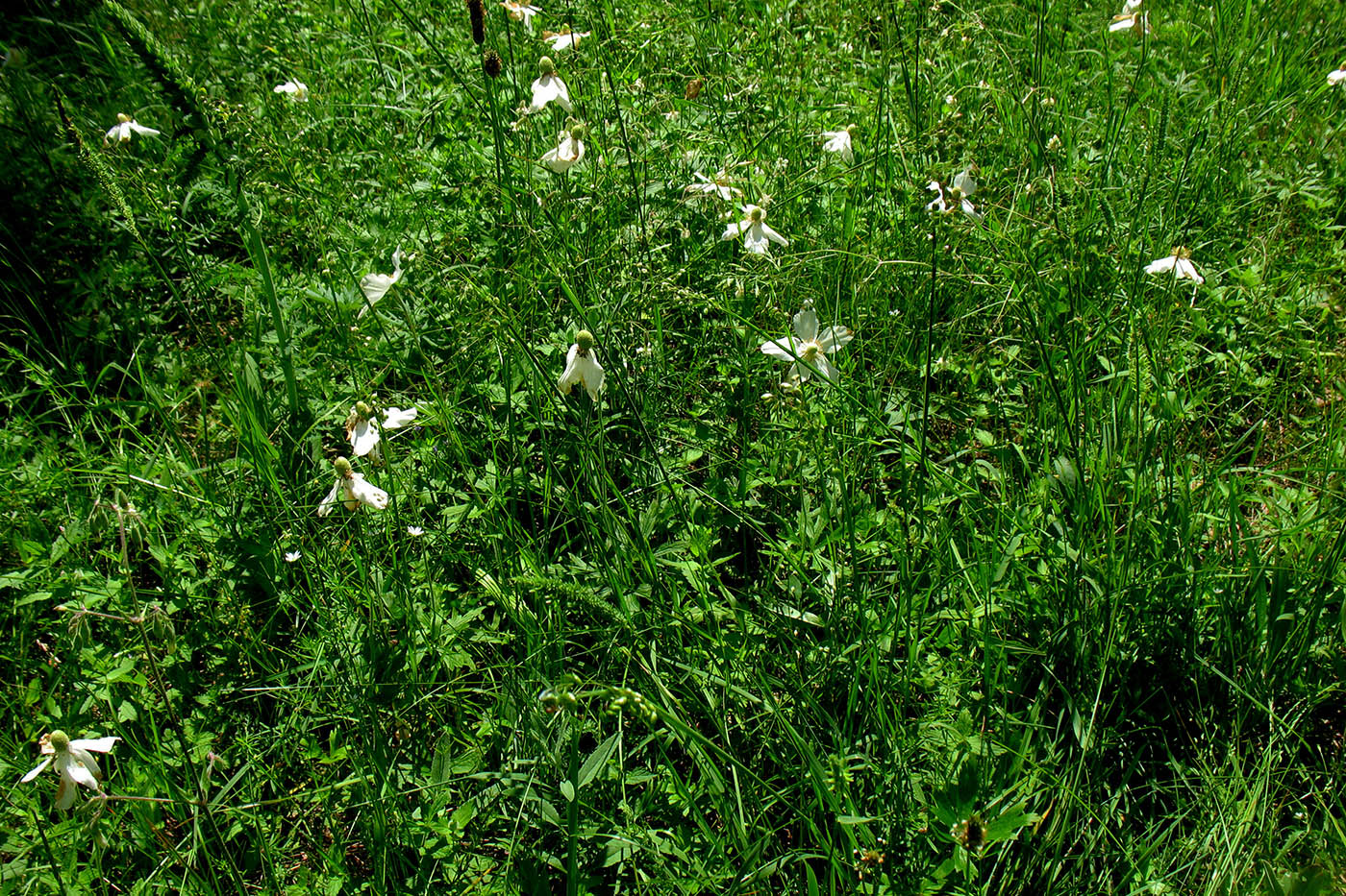 Изображение особи Anemone sylvestris.