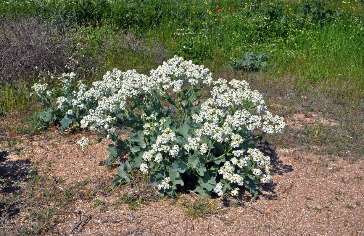 Изображение особи Crambe maritima.