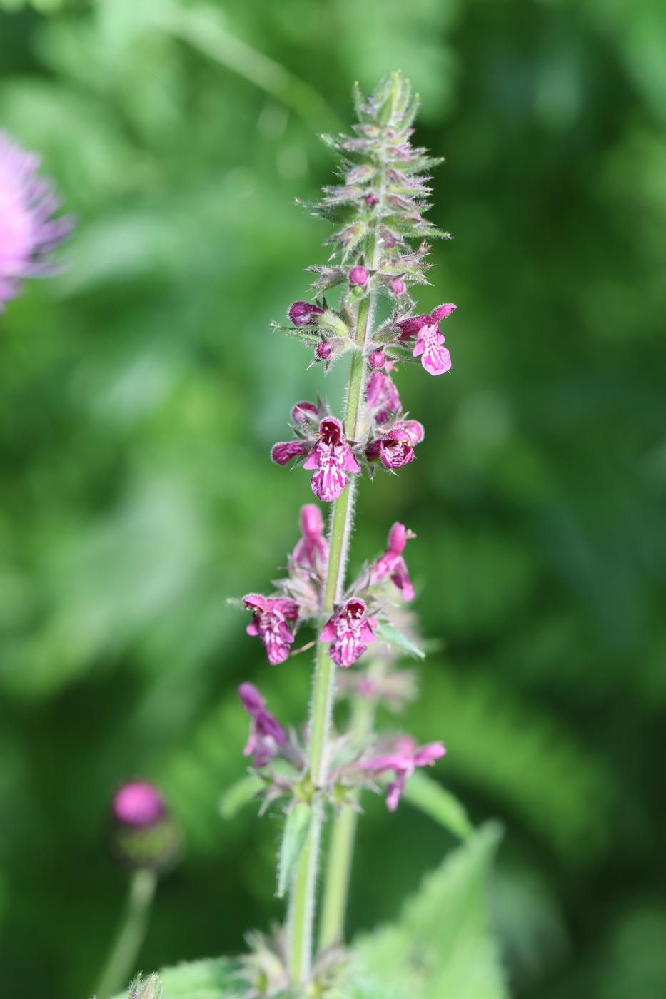 Изображение особи Stachys sylvatica.