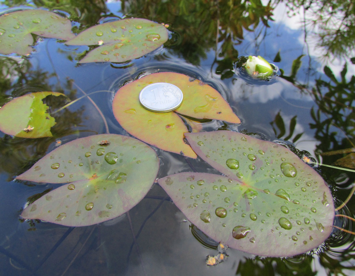 Изображение особи Nymphaea tetragona.