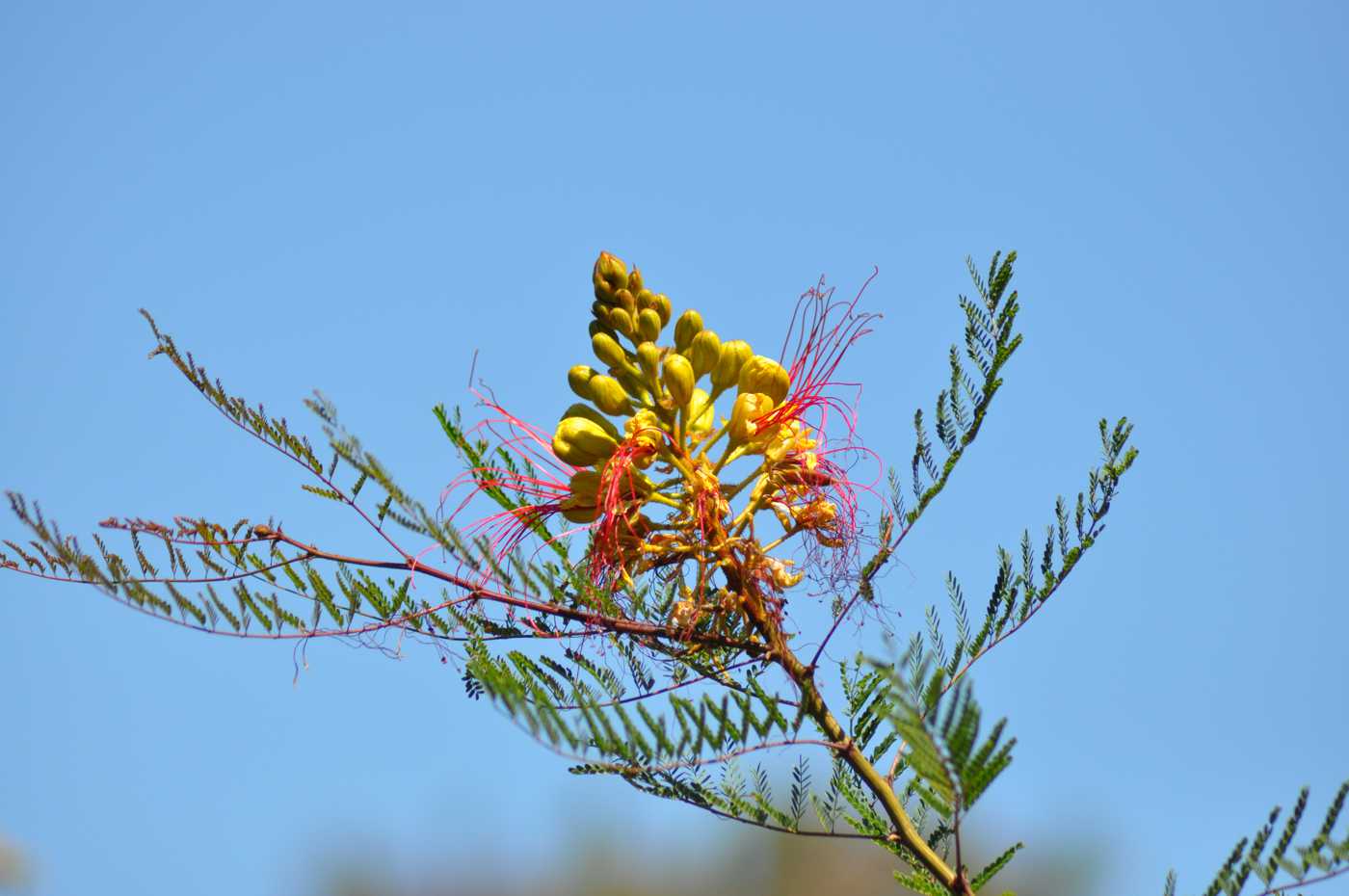 Изображение особи Caesalpinia gilliesii.