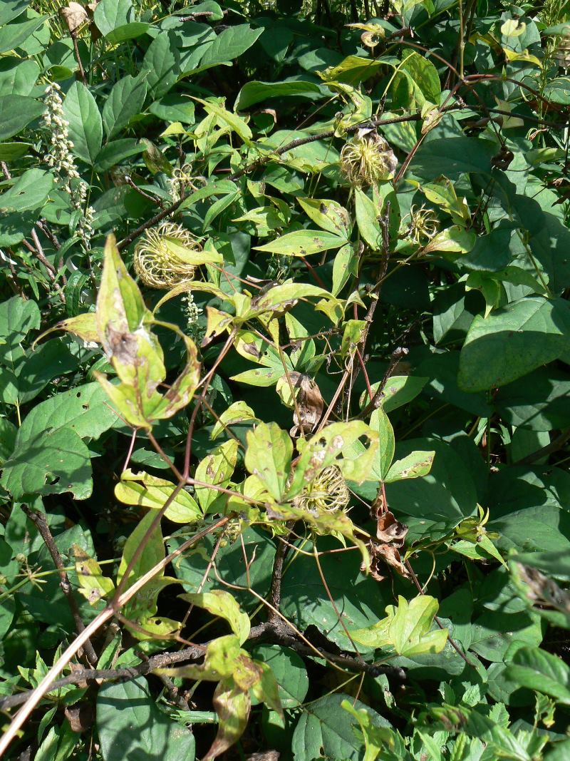 Image of Clematis fusca specimen.