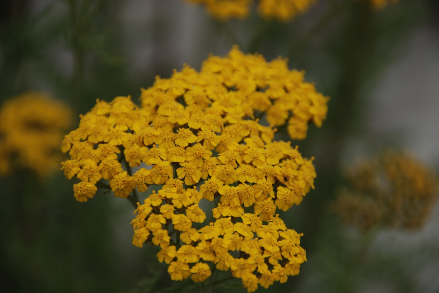 Image of Achillea arabica specimen.