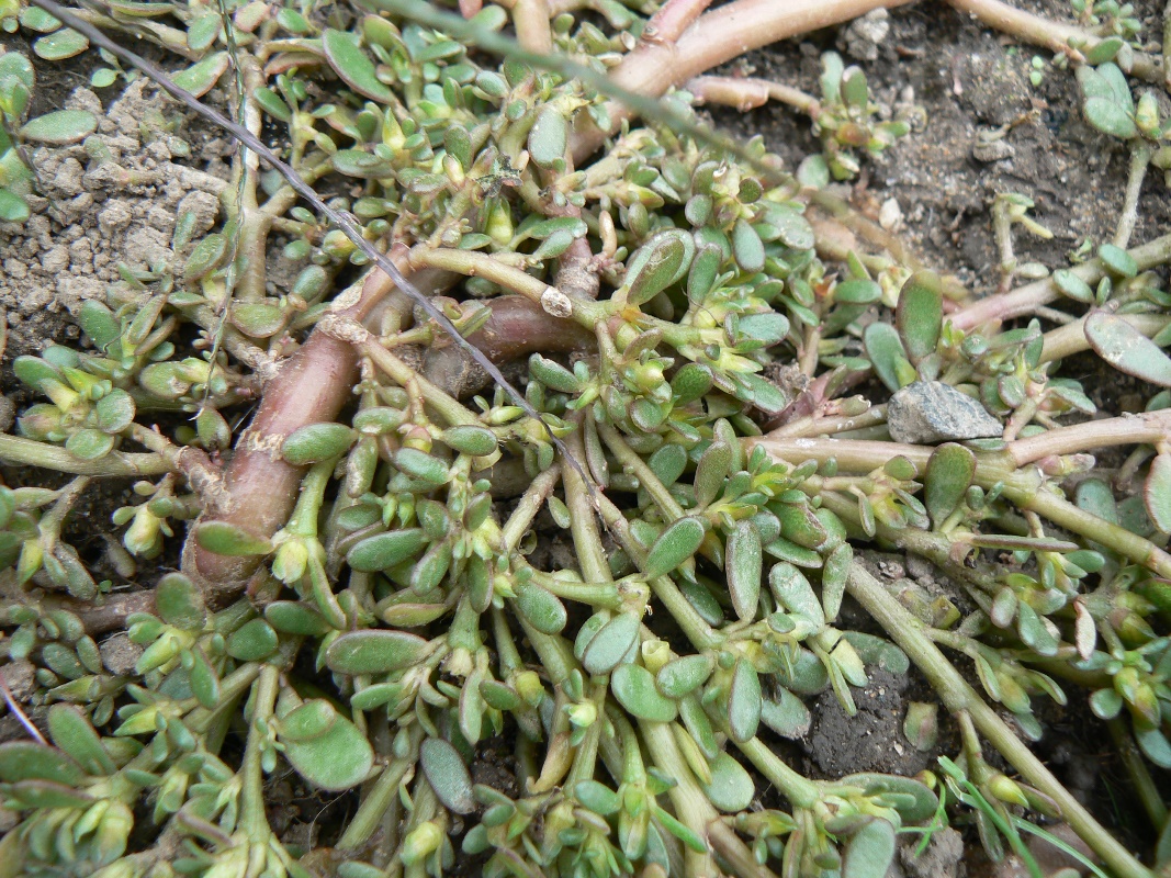 Image of Portulaca oleracea specimen.