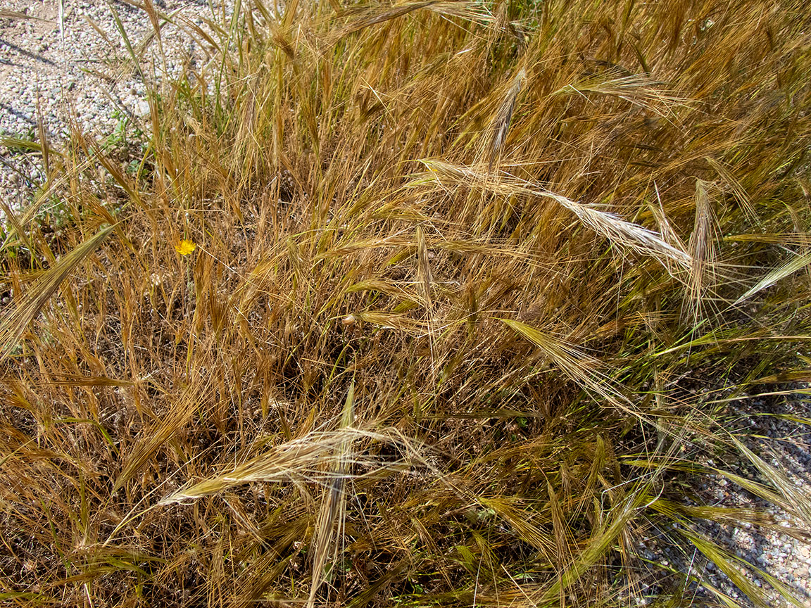 Изображение особи Stipellula capensis.