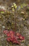 Drosera rotundifolia