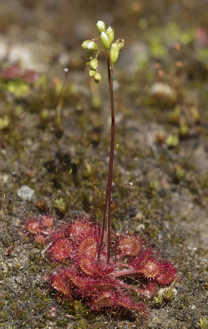 Изображение особи Drosera rotundifolia.