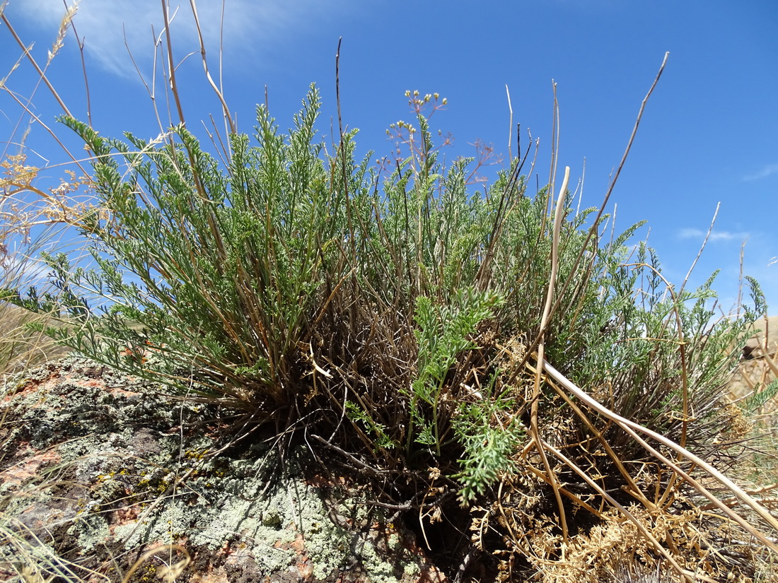 Image of Seseli coronatum specimen.