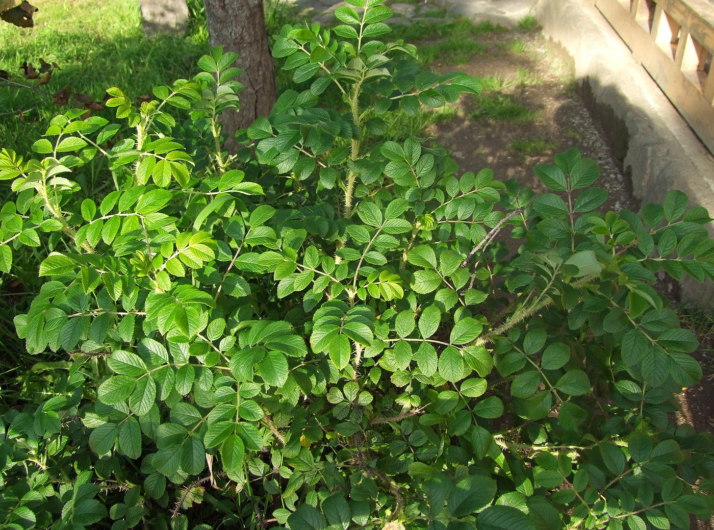 Image of Rosa rugosa specimen.