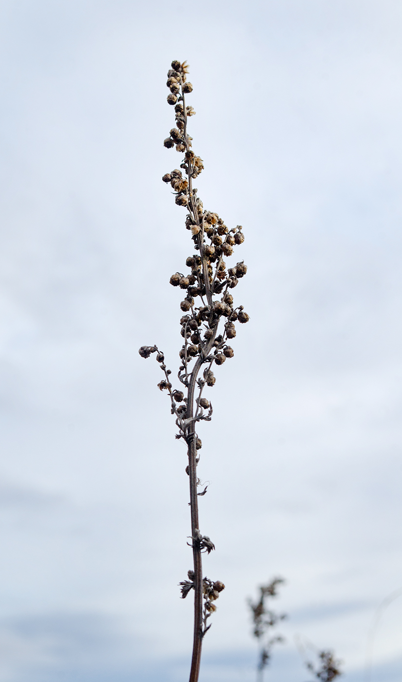 Image of genus Artemisia specimen.