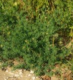 Medicago &times; varia