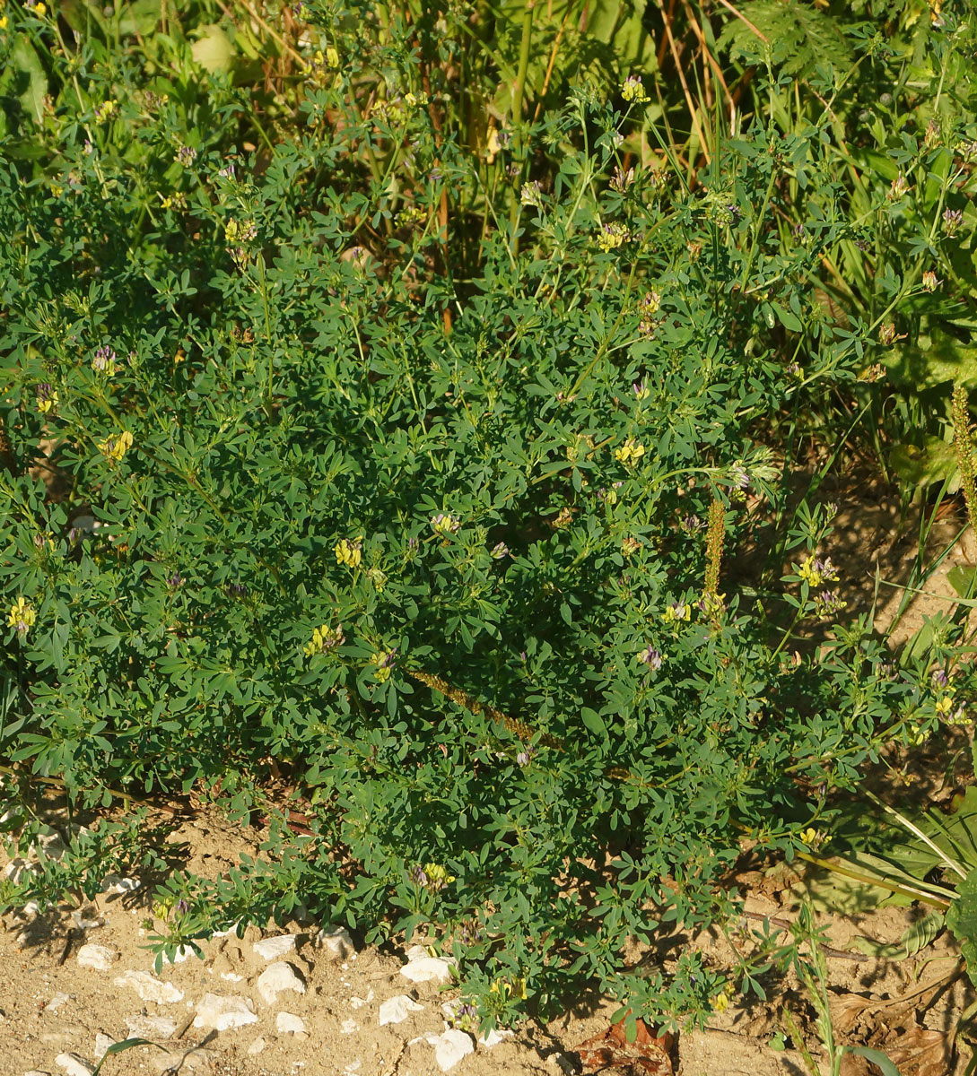 Image of Medicago × varia specimen.
