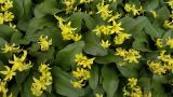 Erythronium tuolumnense. Верхушки цветущих растений (сорт \"Pagoda\"?). Санкт-Петербург, парк Ботанического сада БИН РАН, в культуре. 18.05.2021.