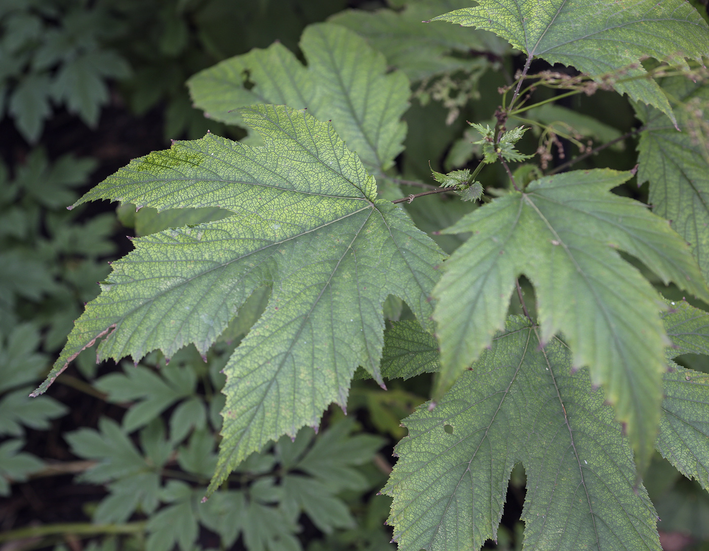 Изображение особи род Filipendula.