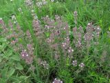 Thymus marschallianus