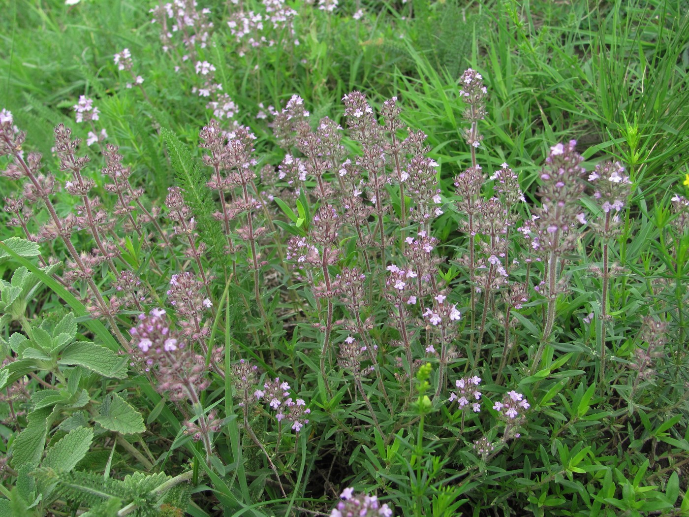 Изображение особи Thymus marschallianus.