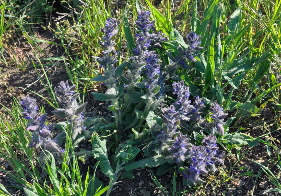 Image of Ajuga orientalis specimen.