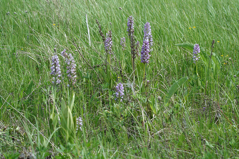 Изображение особи Orchis militaris.