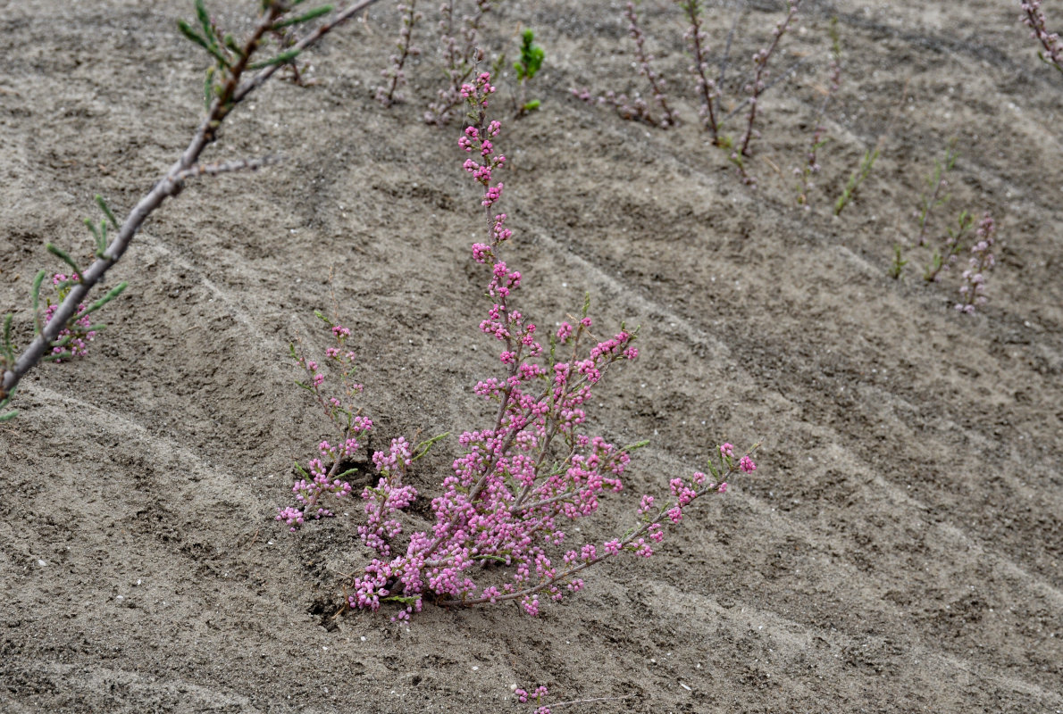 Image of genus Tamarix specimen.