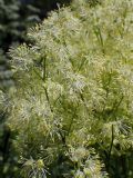 Thalictrum lucidum