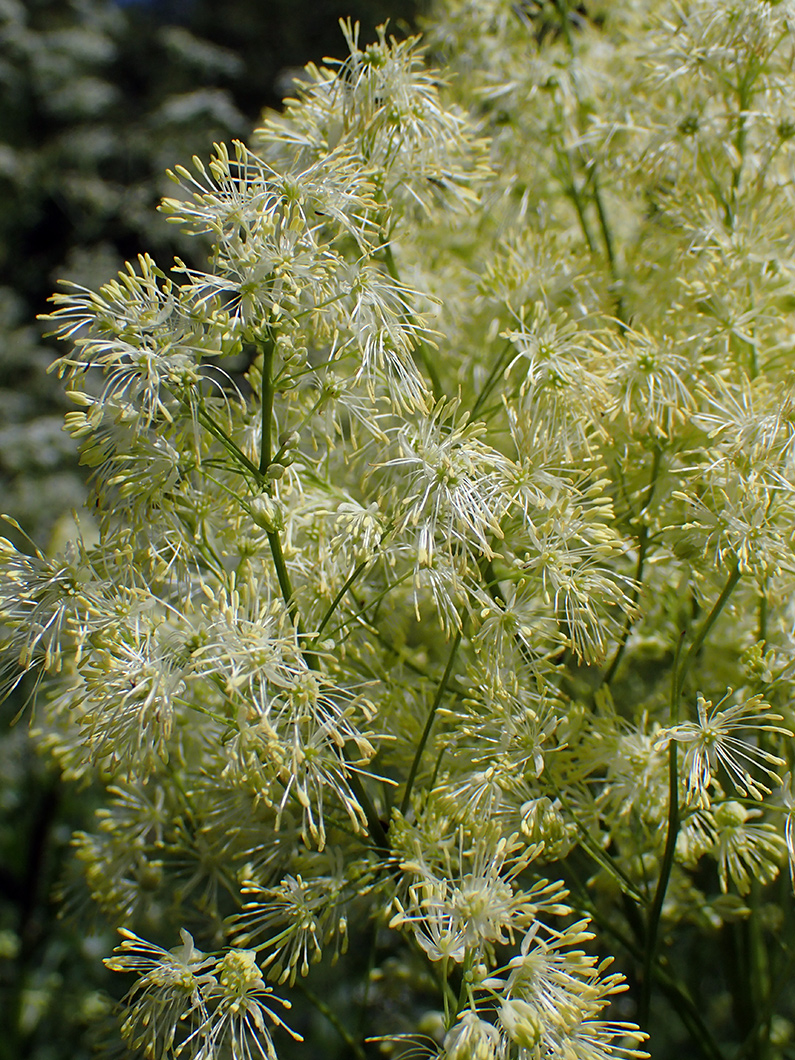 Изображение особи Thalictrum lucidum.