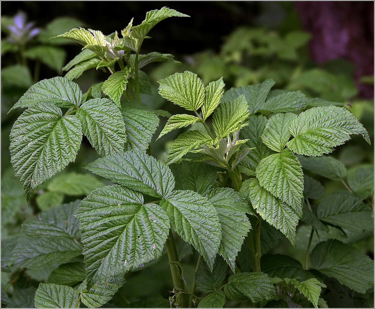 Изображение особи Rubus idaeus.