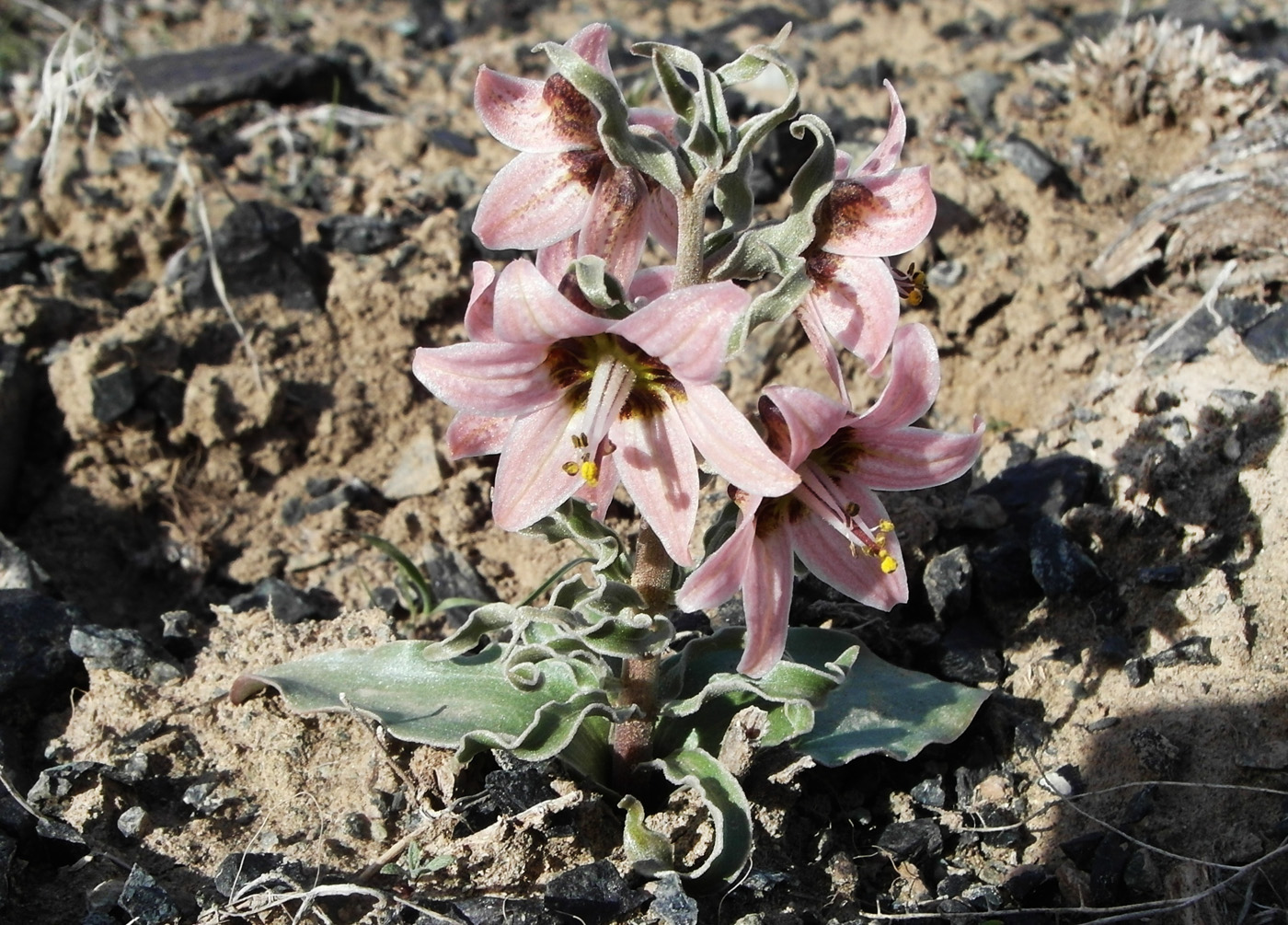 Изображение особи Rhinopetalum karelinii.