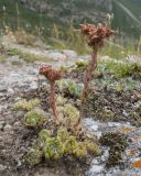 Sempervivum pumilum. Отцветшие растения. Кабардино-Балкария, Черекский р-н, Кабардино-Балкарский высокогорный заповедник, Черек-Безенгийское ущелье, окр. альплагеря \"Безенги\", ≈ 2200 м н.у.м., отложенная боковая морена, альпийский луг, на моховой подушке. 17.08.2021.