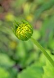 Doronicum orientale