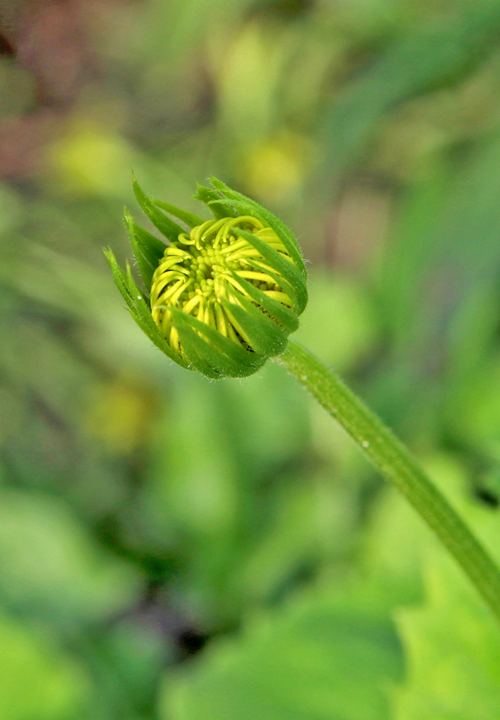 Изображение особи Doronicum orientale.