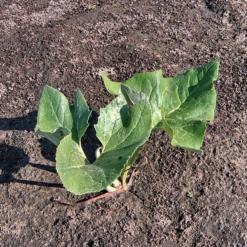 Image of Petasites spurius specimen.