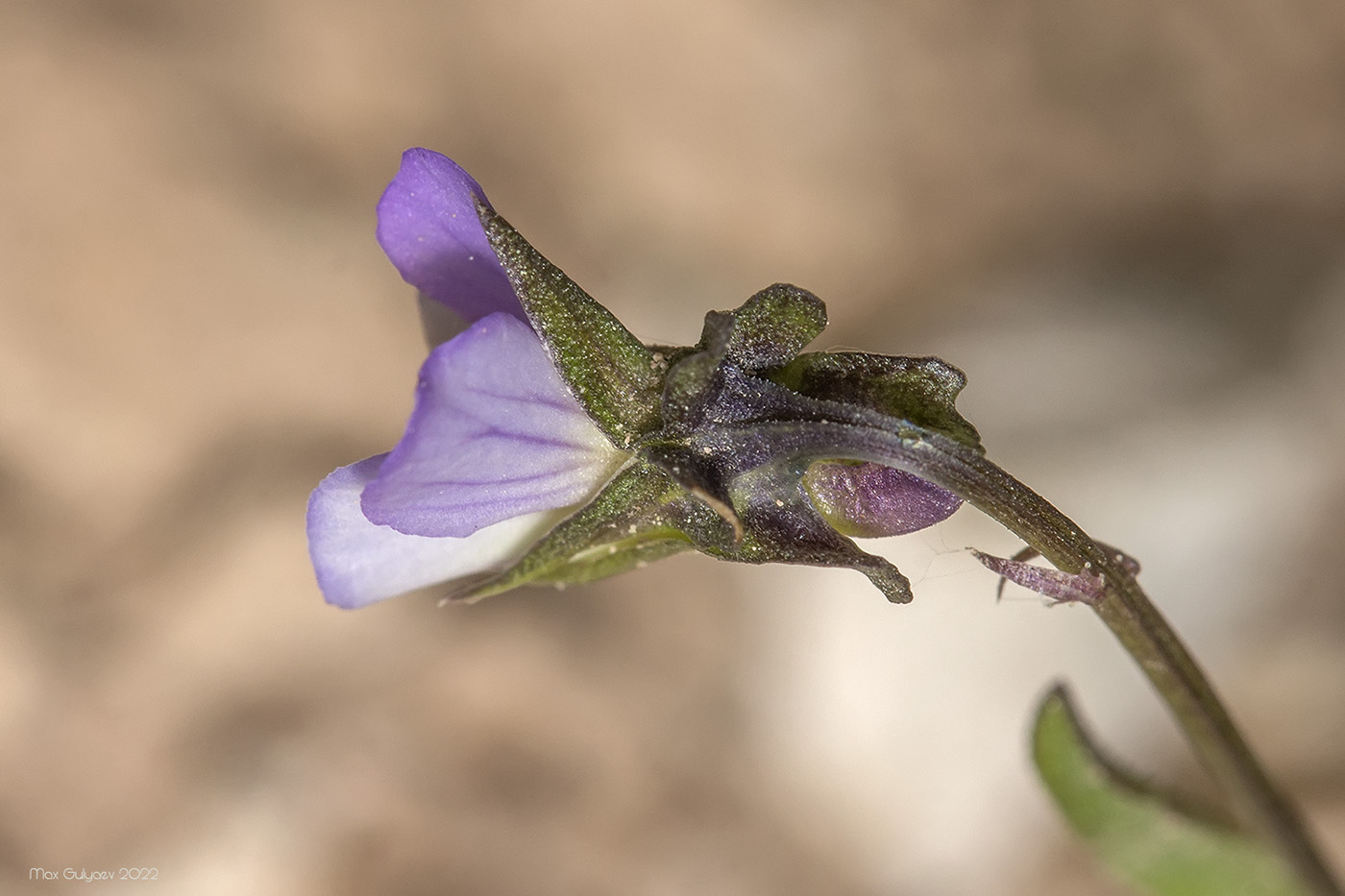 Изображение особи Viola kitaibeliana.