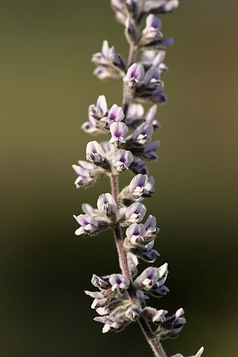 Изображение особи Psoralea drupacea.