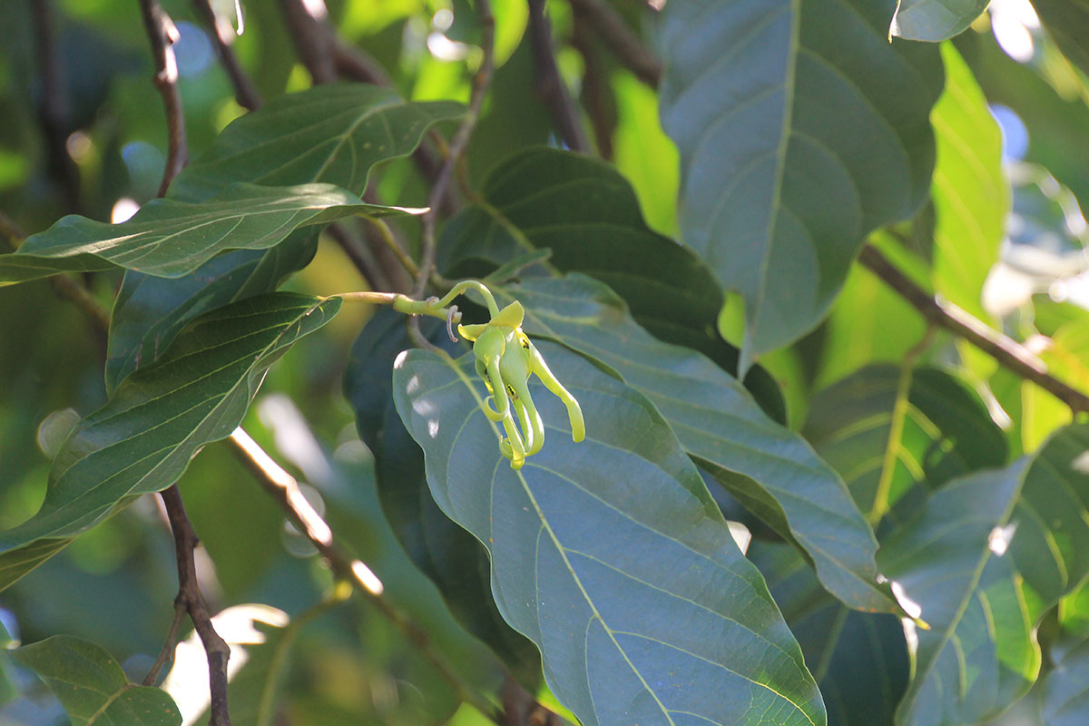 Image of Cananga odorata specimen.