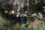 Althaea taurinensis. Верхушка цветущего побега. Крым, Севастополь, окр. с. Орловка, берег реки Качи. 03.08.2022.