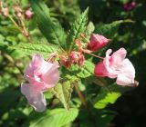 Impatiens glandulifera