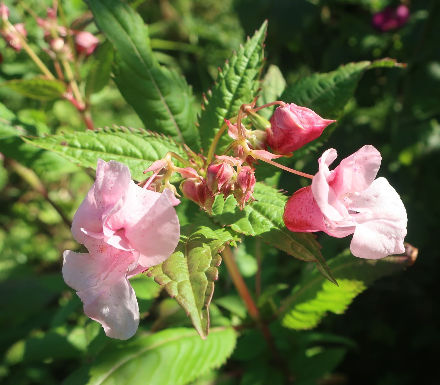 Изображение особи Impatiens glandulifera.