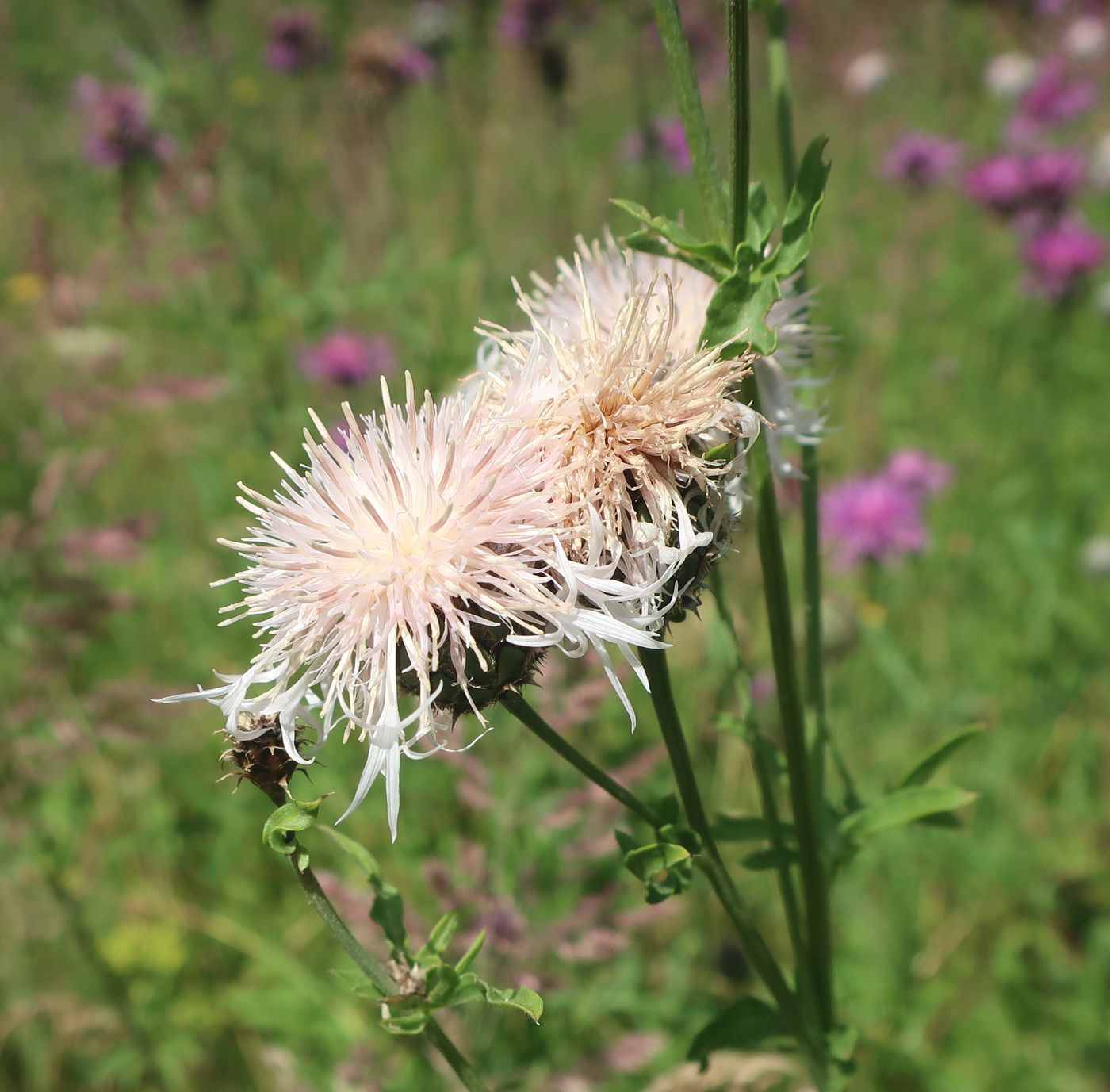 Image of Centaurea scabiosa specimen.