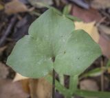 Hepatica nobilis